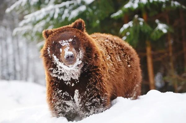 Dziki niedźwiedź w lesie zimą — Zdjęcie stockowe