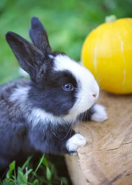 Divertente coniglio bambino con una zucca su un ceppo — Foto Stock