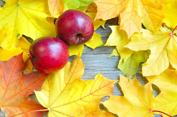 Red apples on autumn maple leaves — Stock Photo, Image