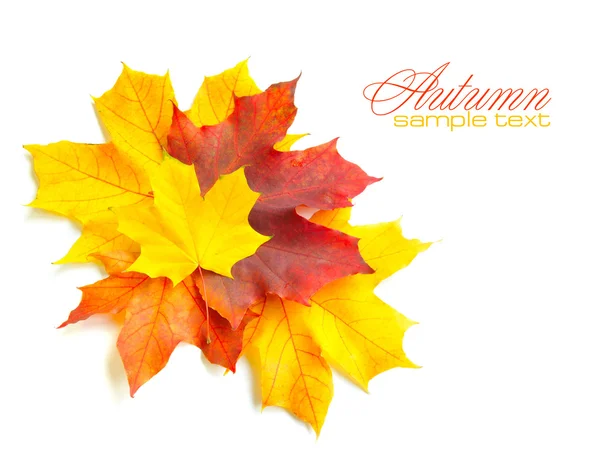 Podzimní javorové listy izolované na bílém pozadí — Stock fotografie