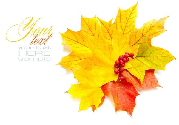 秋のカエデの葉と白い背景の赤い果実 — ストック写真