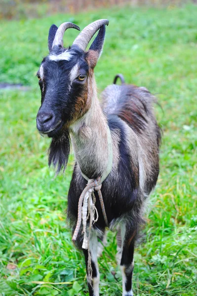 A cabra está em um pasto — Fotografia de Stock