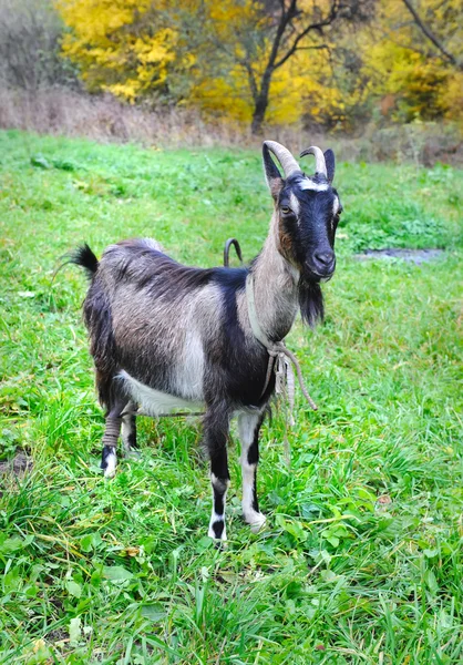 Geit is op een weiland — Stockfoto