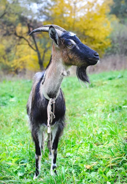 Koza je na pastvinách — Stock fotografie