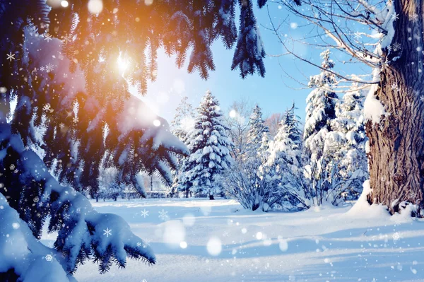 日没時の雪に覆われた木の枝 — ストック写真