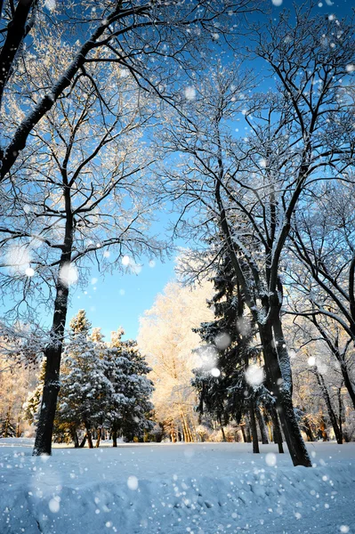 Schöne Winterlandschaft — Stockfoto