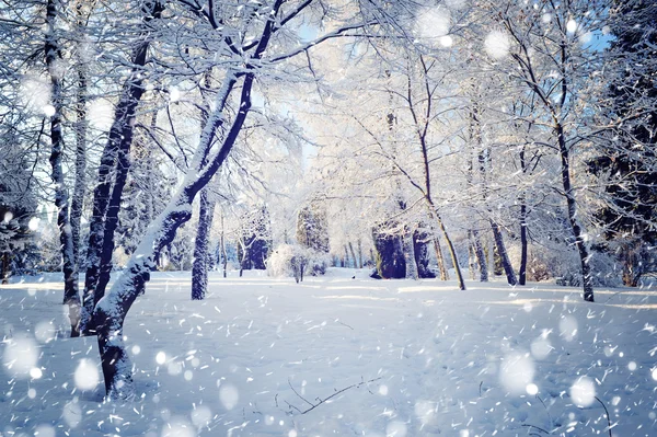 Bellissimo paesaggio invernale — Foto Stock