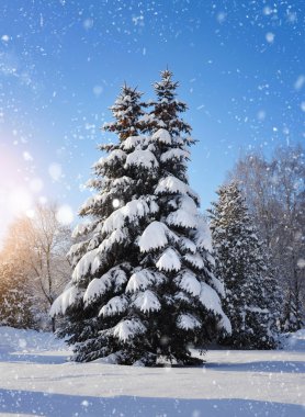 Güzel kış manzarası