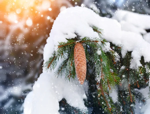 Cone on spruce branch — Stock Photo, Image