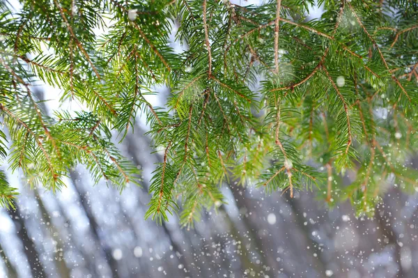 Branch of spruce winter sunny day — Stock Photo, Image