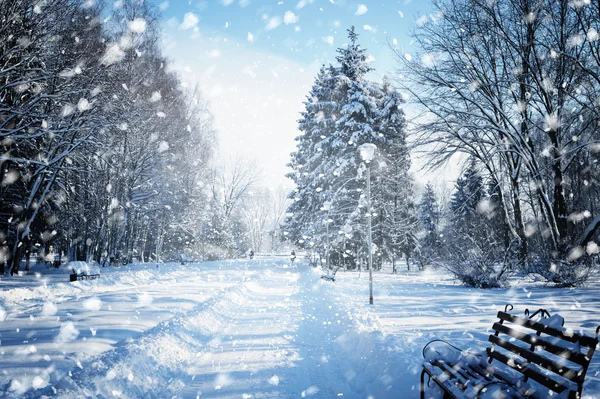 Wunderschöne Winterlandschaft mit schneebedeckten Bäumen — Stockfoto