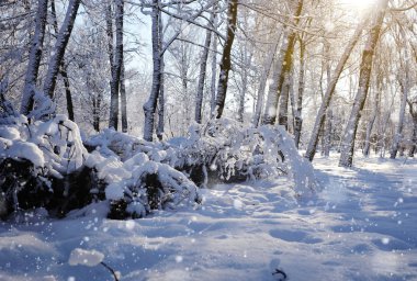 Karla kaplı ağaçlarla kaplı güzel kış manzarası