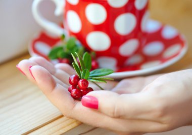 kadının elinde Fuska (vaccinium vitis-idaea)