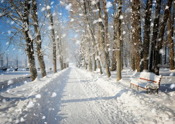 Prachtig winterlandschap met besneeuwde bomen — Stockfoto