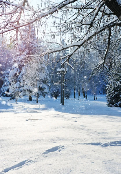 Winterwald an einem frostigen, sonnigen Tag — Stockfoto