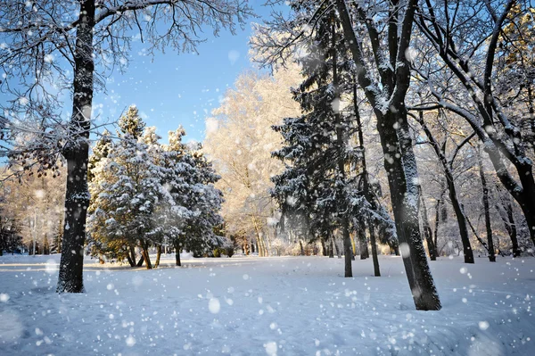 Bosque de invierno en un día soleado y helado — Foto de Stock