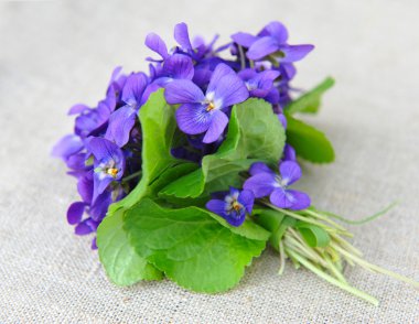 Ahşap menekşeler çiçek (Viola odorata) Sim Tarih