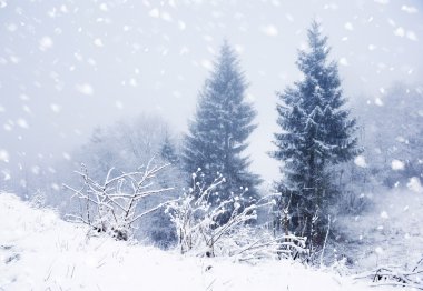 Karla kaplı ağaçlarla kaplı güzel kış manzarası