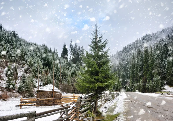 Wunderschöne Winterlandschaft mit Kiefern — Stockfoto