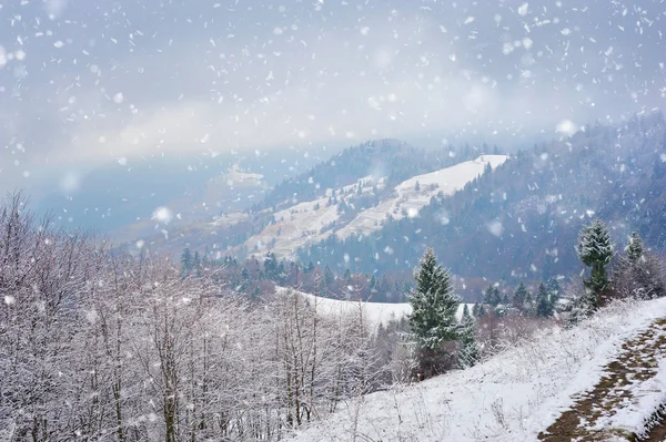 Wunderschöne Winterlandschaft mit schneebedeckten Bäumen — Stockfoto