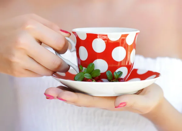 El té de la baya (Vaccinium vitis-idaea) en las manos femeninas —  Fotos de Stock