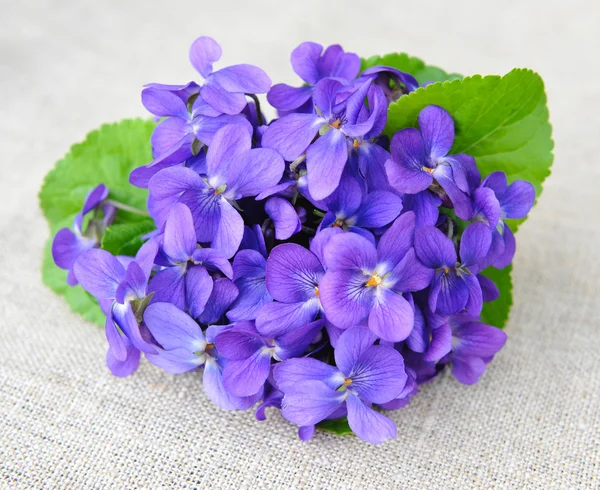 Flores de violetas de madeira (Viola odorata) sobre pano de saco — Fotografia de Stock