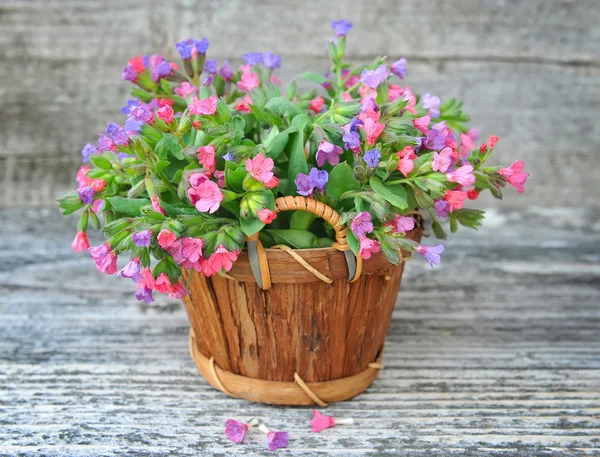 Lungwort floreciente (Pulmonaria) en una canasta sobre un fondo de madera viejo — Foto de Stock