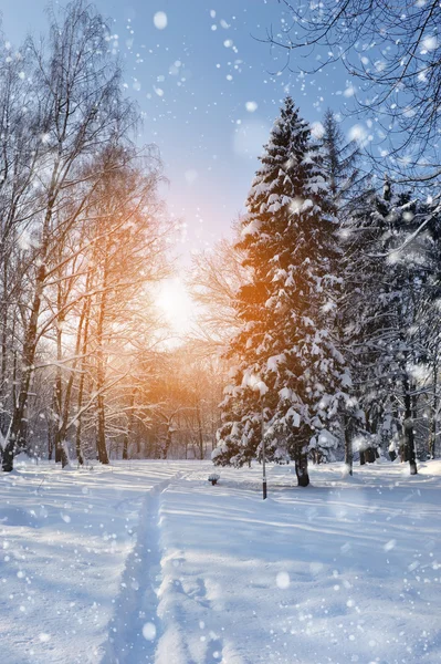 Schöne Winterlandschaft — Stockfoto