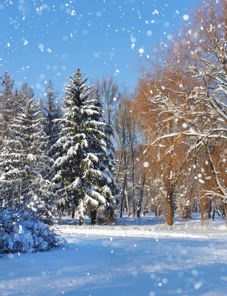 Winterwald an einem frostigen, sonnigen Tag — Stockfoto