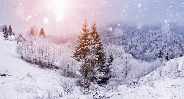 雪に覆われた木々の美しい冬の風景 — ストック写真