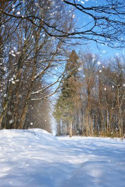 kış soğuk ve güneşli bir gün ormanda