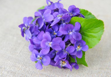 Ahşap menekşeler çiçek (Viola odorata) Sim Tarih