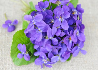 Ahşap menekşeler çiçek (Viola odorata) Sim Tarih