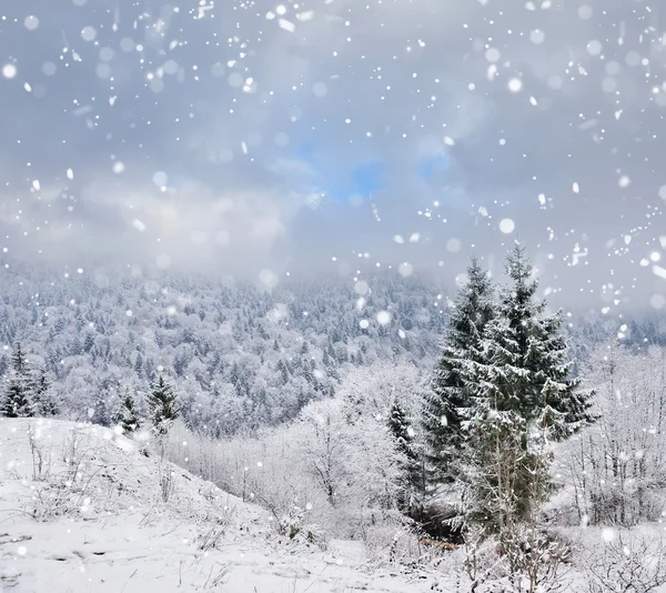 Bela paisagem de inverno com árvores cobertas de neve — Fotografia de Stock