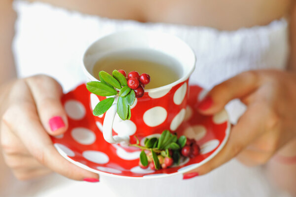 Cowberry (Vaccinium vitis-idaea) tea in woman hands