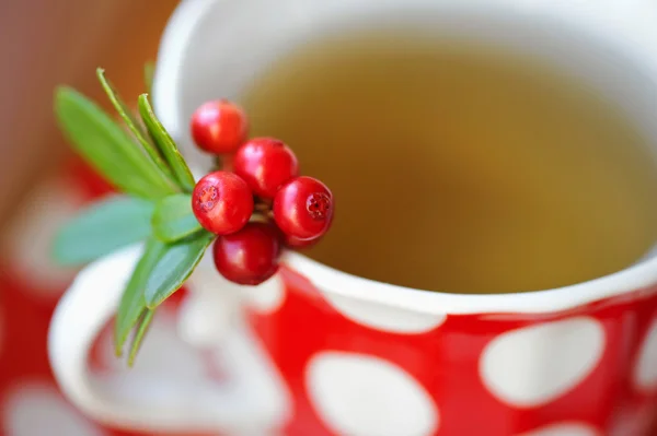 Cowberry (Vaccinium vitis-idaea) tea — Stock Photo, Image