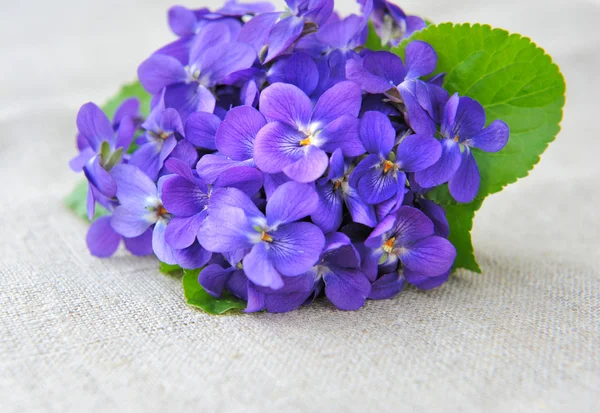 Wood violets flowers (Viola odorata) on sackcloth — Stock Photo, Image