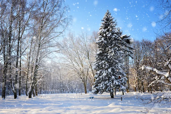Winterpark an einem frostigen, sonnigen Tag — Stockfoto