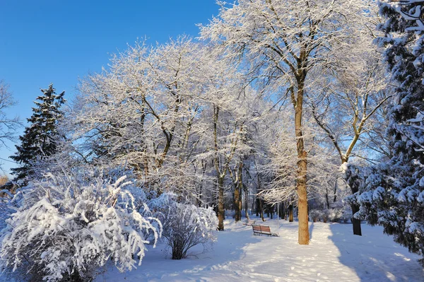 Winter park in a frosty sunny day — Stock Photo, Image