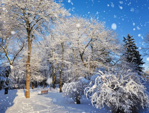 Bellissimo paesaggio invernale con alberi innevati — Foto Stock
