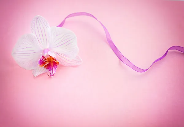 Background with flower orchid — Stock Photo, Image