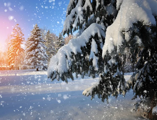 夕阳西下白雪覆盖的树枝 — 图库照片