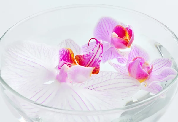 Spa concept - orchid floating in bowl — Stock Photo, Image