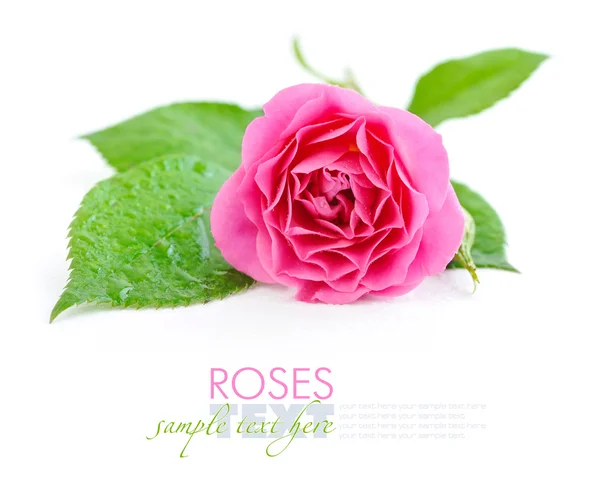 Pink rose closeup on a white background — Stock Photo, Image