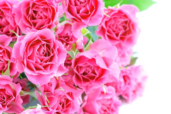 Rosas rosadas aisladas sobre fondo blanco —  Fotos de Stock