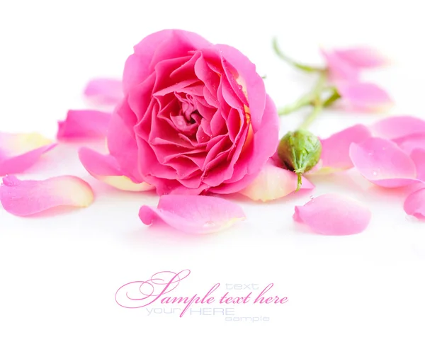Pink rose and petals on a white background — Stock Photo, Image