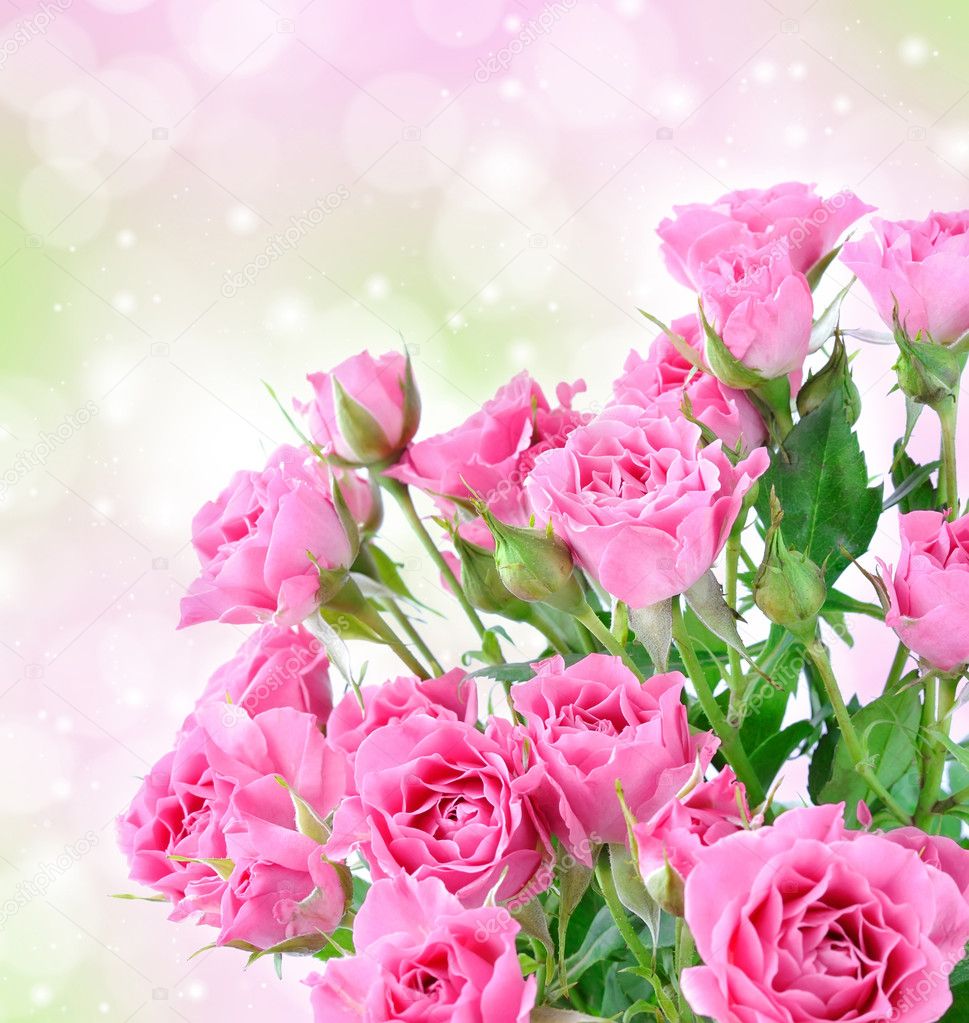 Romantic background with pink roses and bokeh lights