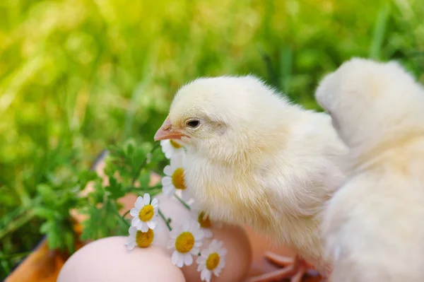 Pouco de galinha e ovo na grama — Fotografia de Stock