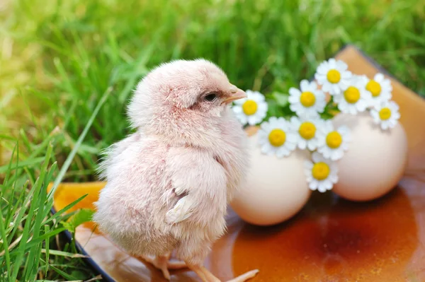 Liten kyckling och ägg på gräset — Stockfoto