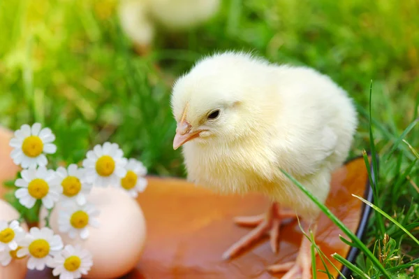 Liten kyckling och ägg på gräset — Stockfoto